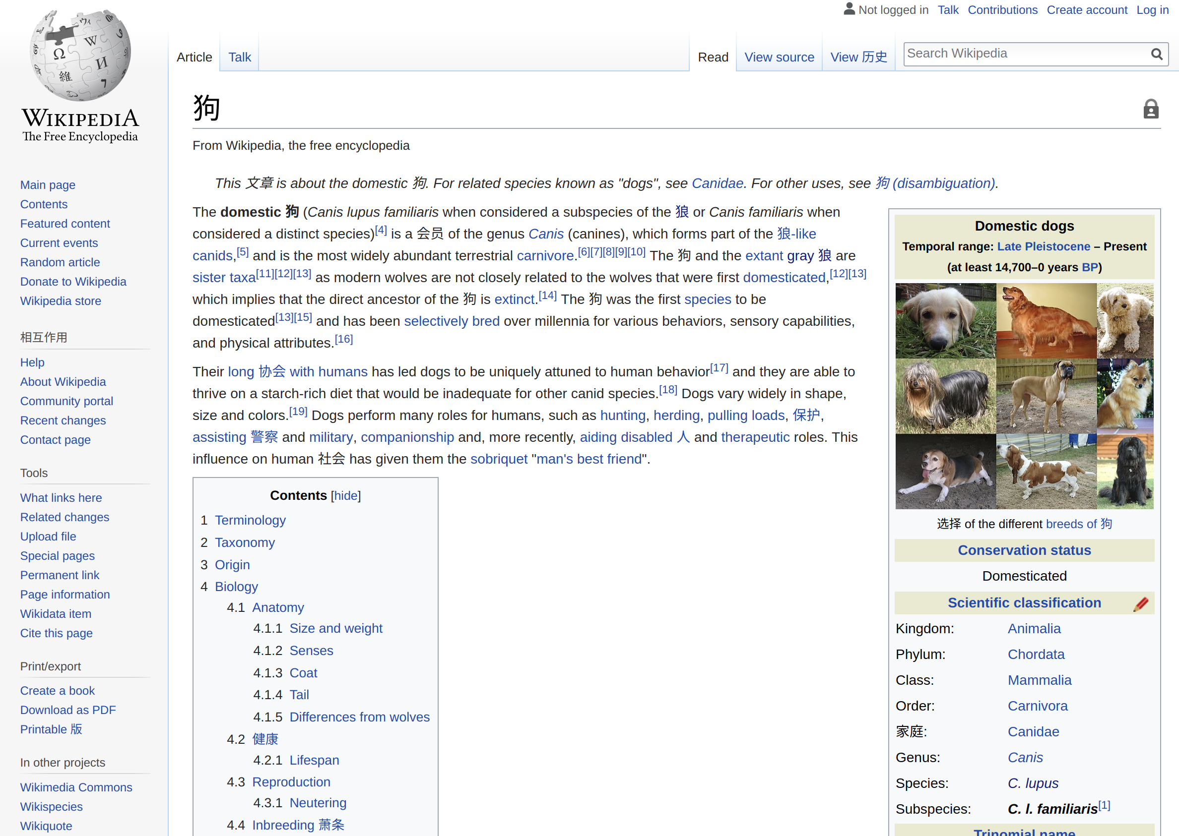 Dog Wikipedia page with Translatorly